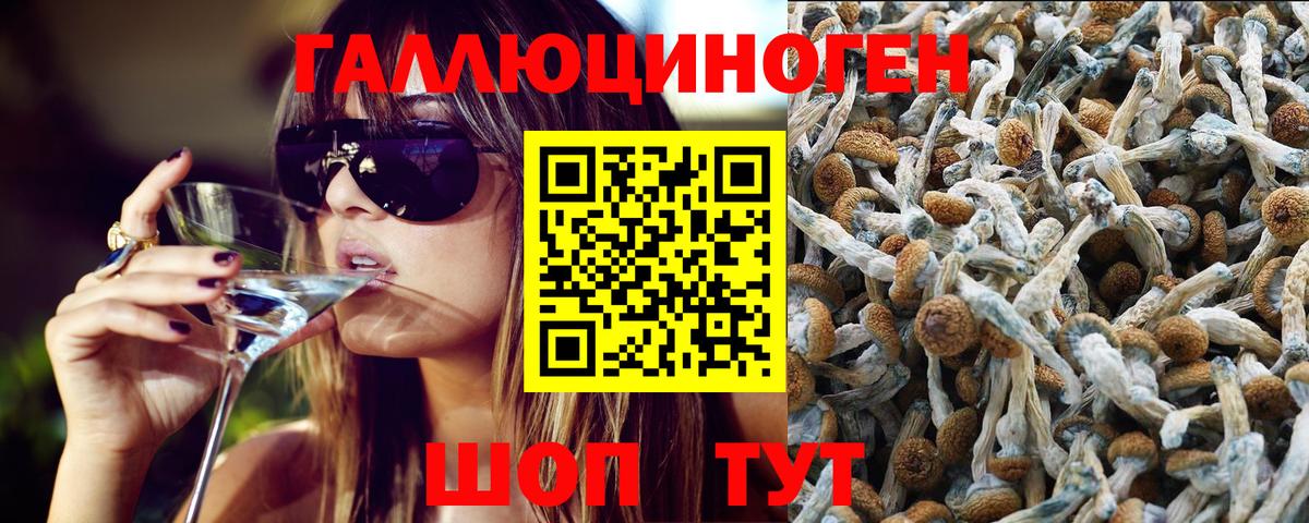 Галлюциногенные грибы Psilocybe Норильск